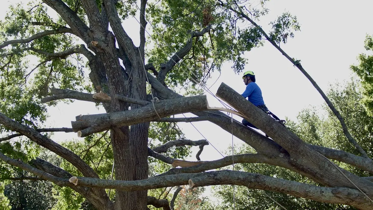 Professional Hazardous Tree Removal performed by certified arborists in Eolia